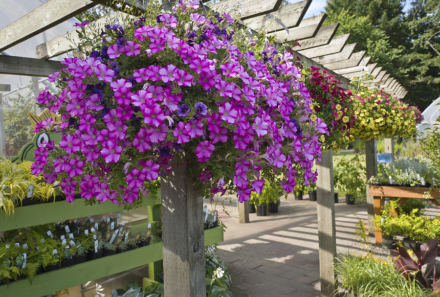 Display of Summer blooms in a nursery in Canby Oregon.