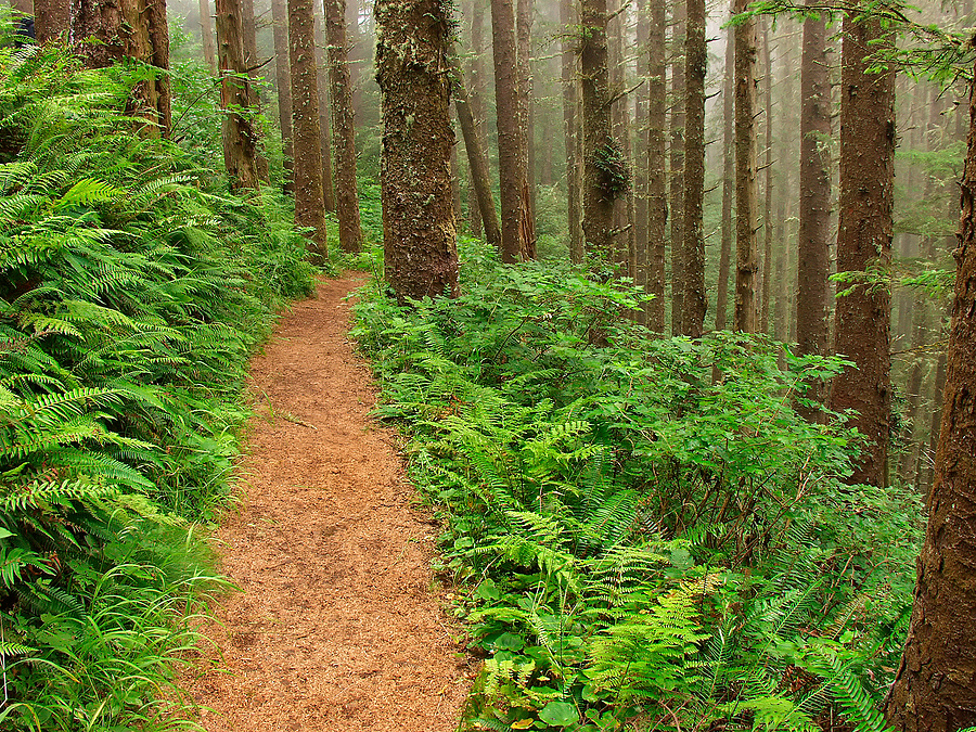 Path Through The Misty Forest in Gladstone, OR