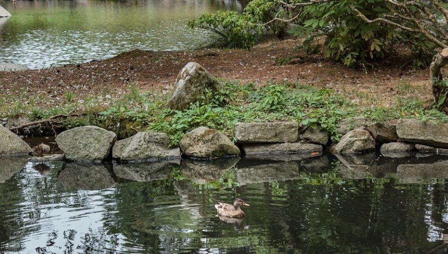 A duck on the water in Ridgefield, Washington