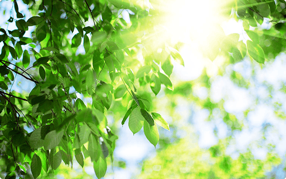 Bright sunlight bursting through vibrant green tree leaves against a soft-focus background.
